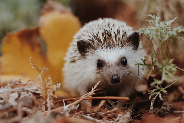 Western Washington Hedgehog Rescue Rescue and Adoption Services