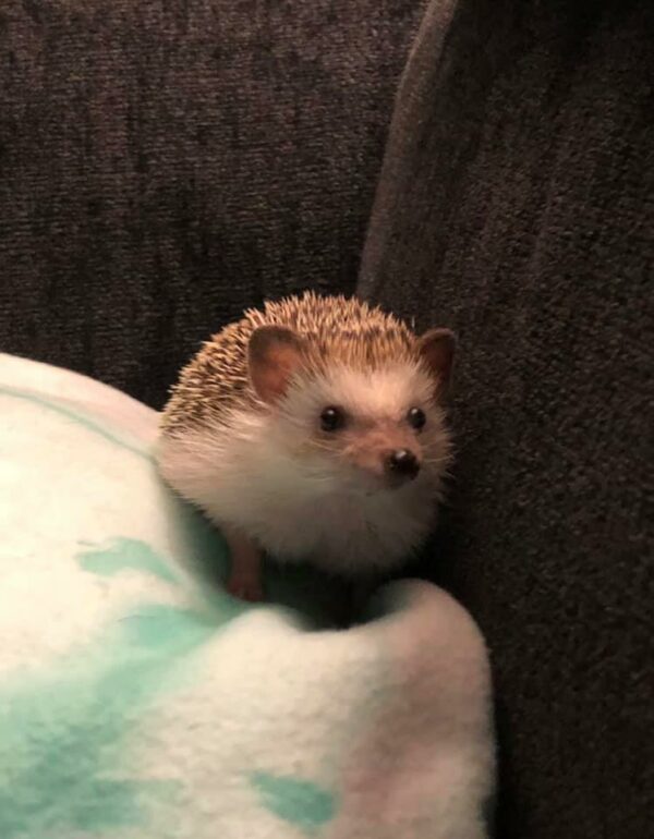 Western Washington Hedgehog Rescue Rescue and Adoption Services